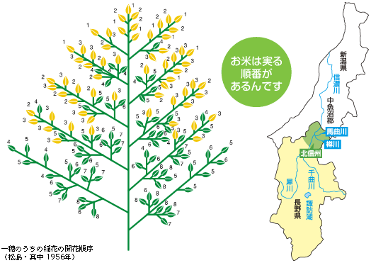 一番開花